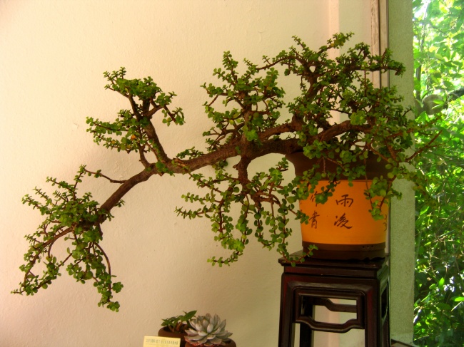 盆栽植物