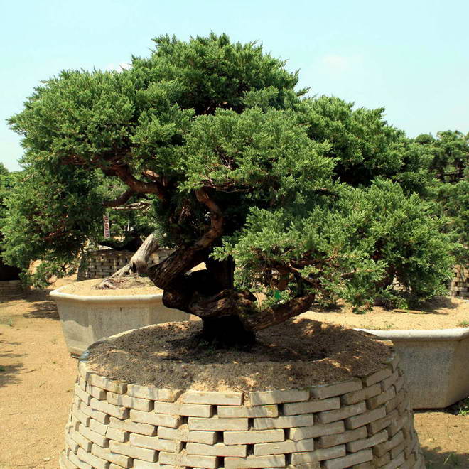 柏树