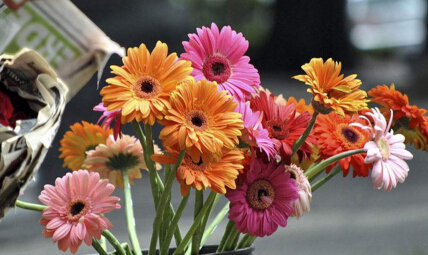 鲜花