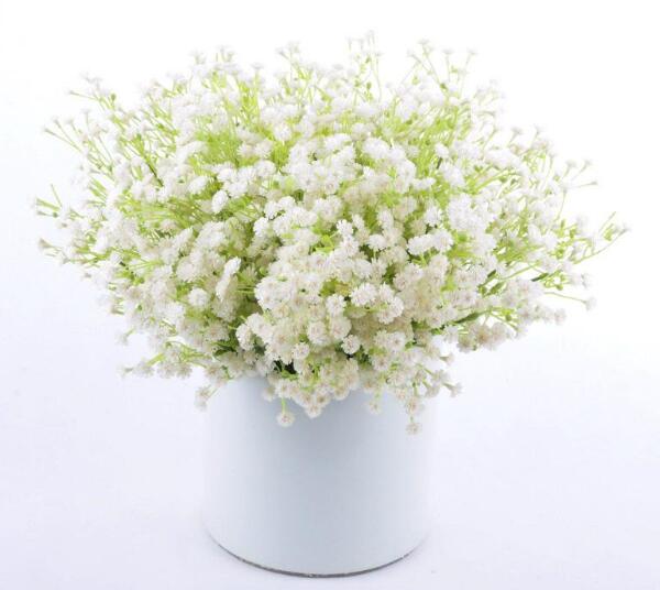 满天星鲜花