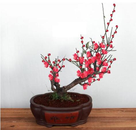 花卉植物造型