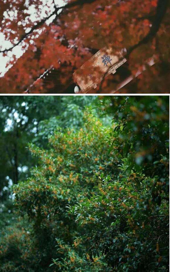 树影婆娑何处去.jpg