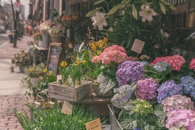 开花店主题确定.jpg